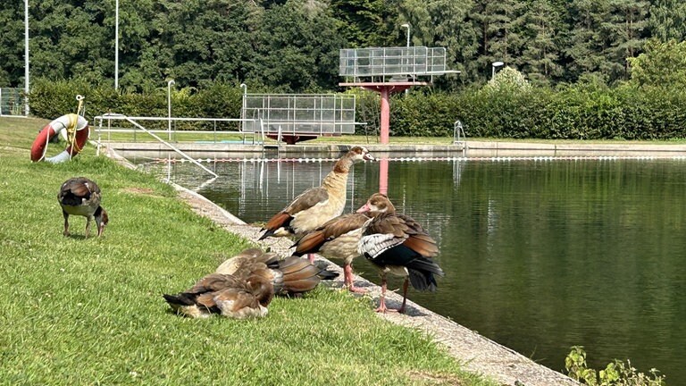 Zwischendurch entspannen die Nilgänse am Beckenrand und genießen die Sonne.