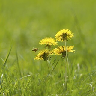 Löwenzahnblüten auf einer Wiese | Wildkraut mit gesunden Bitterstoffen: Löwenzahn