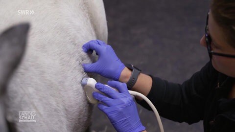 Eine Tierärztin führt eine Ultraschalluntersuchung bei einem Pony durch