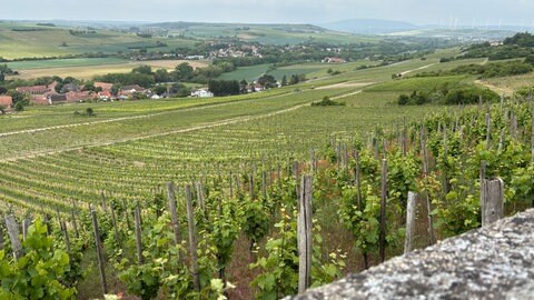 Winzer im Donnersberg haben auch im Zellertal wegen der Trockenheit mehr Arbeit.