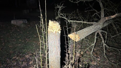 Schon im Dezember vergangenen Jahres haben Unbekannte einen Baum auf dem Spielplatz "Am Rodelberg" mit einer Axt gefällt.