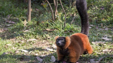 Affen versuchen sich neue Lebensräume zu erschließen, wenn es oben zu wenig Platz und Nahrung gibt.  Roter Vari (Varecia rubra) auf dem Boden, Andasibe-Mantadia Nationalpark, Madagaskar, Afrika