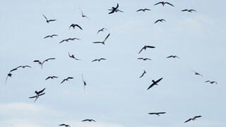 Vögel fliegen über dem Linumer Teichgebiet. Kraniche fliegen über ein Gewässer.