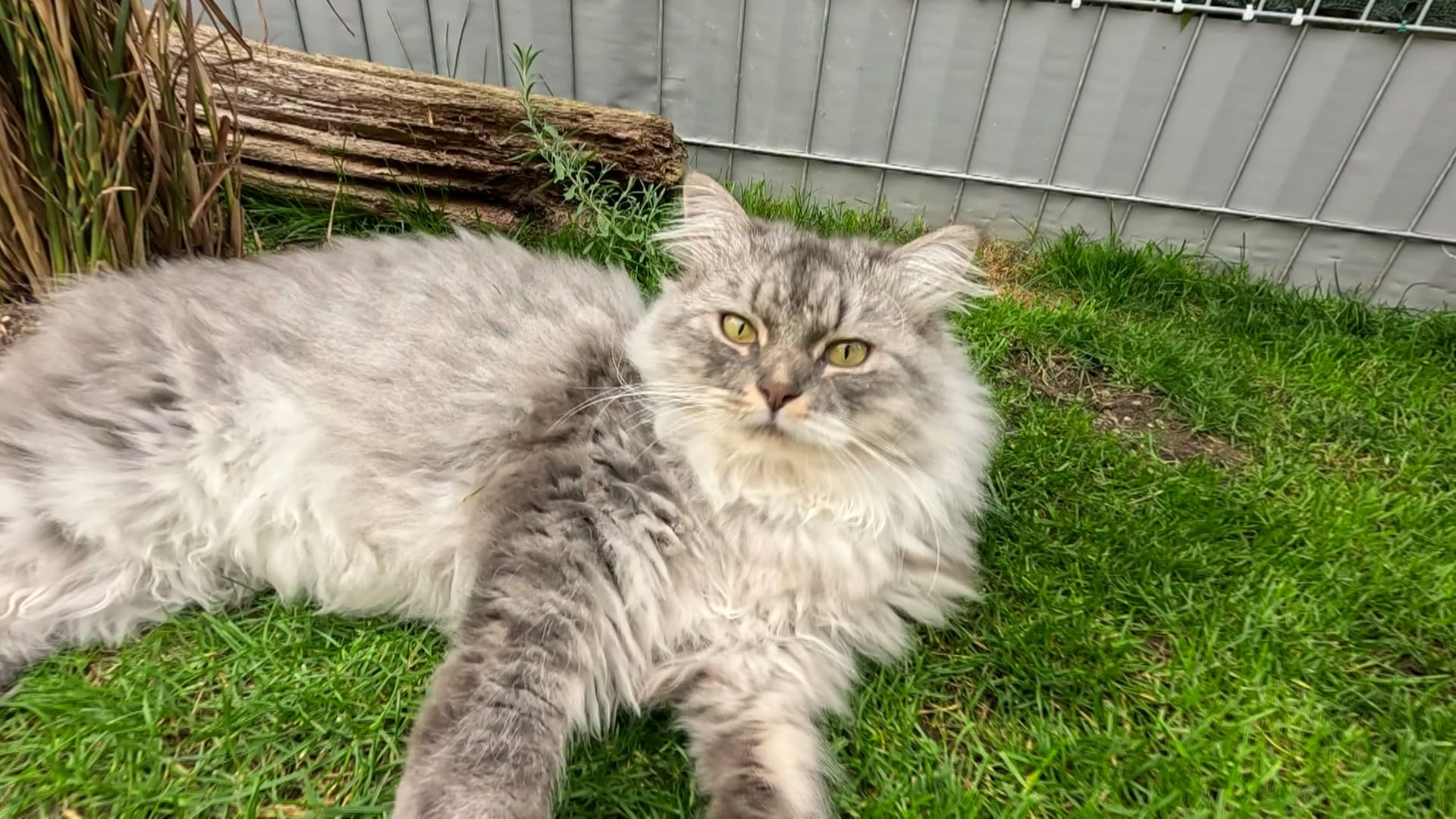 Mit neun Katzen unter einem Dach