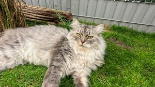 Eine graue Deutsche Langhaarkatze.