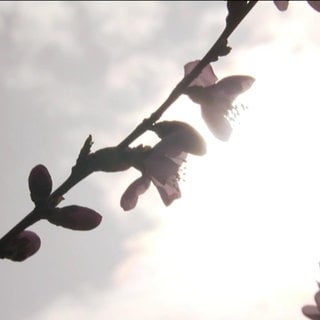 Blüten