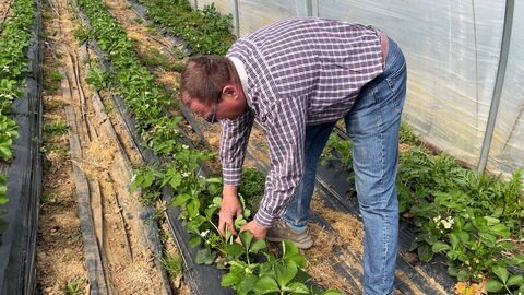 Die Erdbeersaison steht in den Startlöchern: Die Früchte können dank Folientunneln rund vier Wochen früher geerntet werden als Erdbeeren auf dem freien Feld.