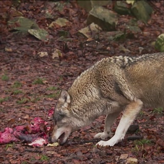 Wolf im Gehege