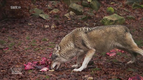 Wolf im Gehege
