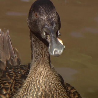 Eine Ente mit einem besonderen Schnabel