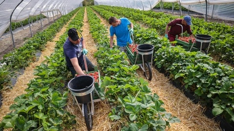 Drei Männer ernten Erdbeeren in einem Gewächshaus