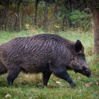 Wildschwein-Attacken in Rheinland-Pfalz häufen sich