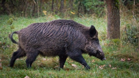 Wildschwein-Attacken in Rheinland-Pfalz häufen sich