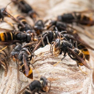 Asiatische Hornissen sitzen auf ihrem Nest.