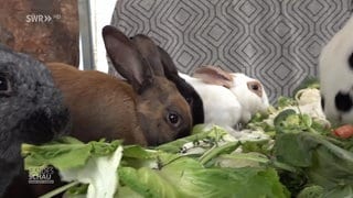 Kaninchen beim Essen