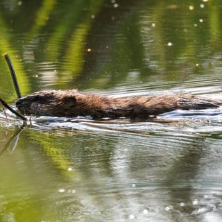 Ein Biber schwimmt mit einem Ast im Maul durch einen Fluss. (Symbolbild)