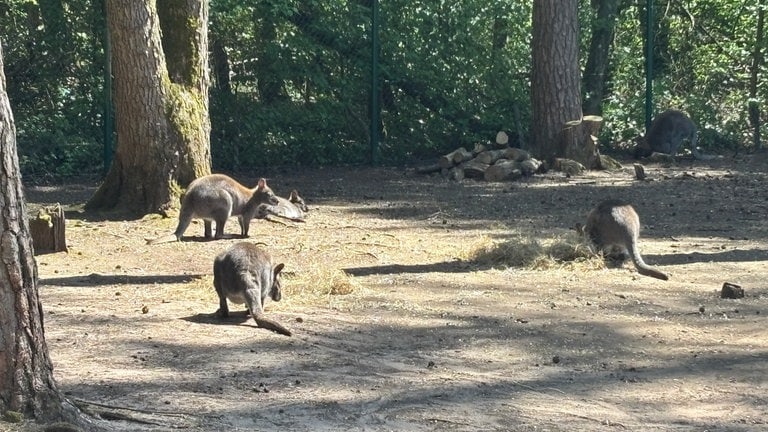 Kängurus im Zoo Kaiserslautern