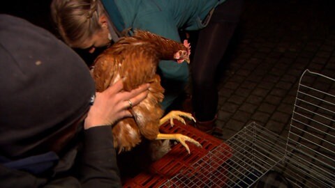 Ein Huhn wird aus einer Kiste gehoben. Der Verein Lebenswert e.V. aus Haigerloch im Zollernalbkreis rettet Legehennen vor dem Tod und versorgt sie mit einem Zuhause und Hühnerpullis gegen Kälte.