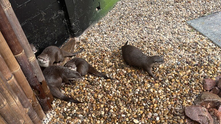 Die Otter aus dem Zoo Kaiserslautern spielen in ihrem neuen Gehege.
