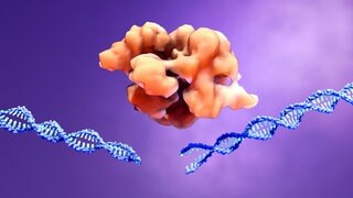 CRISPR-Cas9-Protein (orange)