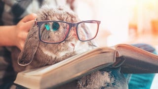 Hase mit Brille auf einem Buch
