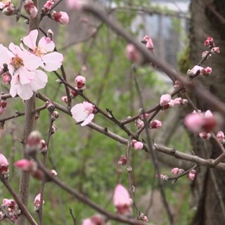 Frühlingsblüten