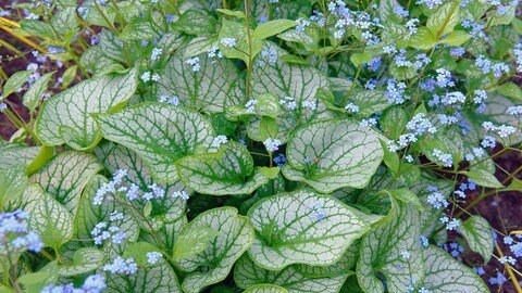 Eine Staude mit blauen Blüten und großen, silbrigen, herzförmigen Blättern blüht, das Kaukasus-Vergissmeinnicht