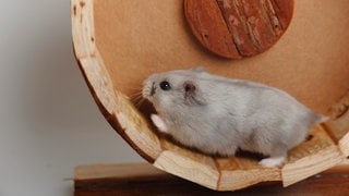Dsungarischer Zwerghamster (Phodopus sungorus): Was treibt Hamster ins Hamsterrad?