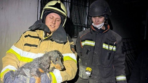 Zwei Feuerwehrleute tragen einen Hund aus den Trümmern. 