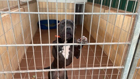 Die Gebäude für die Hunde im Tierheim Trier sind sanierungsbedürftig.