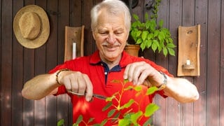 Mini-Bäume Made in Baden: Richard Schmidt mit seinen heimischen Bonsais in Elchesheim-Illingen.