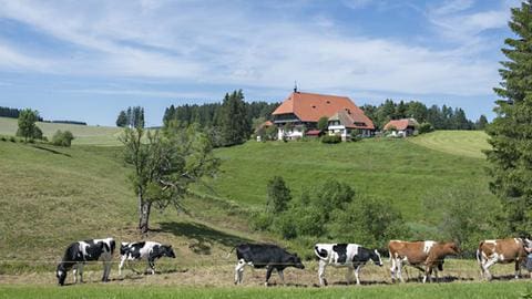 Der Fallerhof im Hintergrund, im Vordergrund Kühe