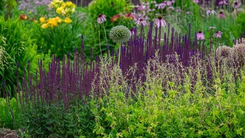 Staudenbeet im Sommer