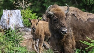 Ein Wisent steht mit einem Kalb im Grünen. An der Alexanderschanze bei Freudenstadt soll ein Wisentgehege entstehen. Dafür gibt es 1,8 Millionen Euro vom Land.