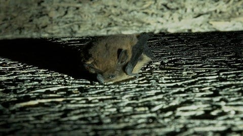 Eine der 4.000 Zwergfledermäuse, die sich zum Winterschlaf in die Ulmer Wilhelmsburg zurückgezogen haben. Sie suchen sich gerne Ritzen und Spalten zum Überwintern aus. 