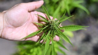 Eine Hand hält eine Cannabisblüte. 