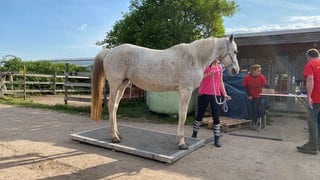 Der 18-jährige Araber "Sahir" auf der mobilen Pferdewaage. Ermittelt wurden 412 Kilogramm Gewicht. Seit fünf Jahren betreibt Helmut Schmitt aus Lambsheim den mobilen Pferdewiege-Service "Wir wiegen Dein Pferd". 