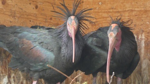 Zwei Waldrappe bauen an ihrem Nest in einer künstlichen Holz-Brutwand in Überlingen.