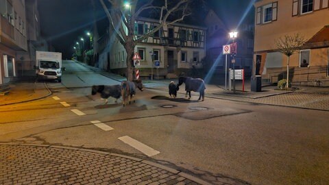 In Schwaigern sind in der Nacht zum Sonntag fünf Ponys ausgebüxt.