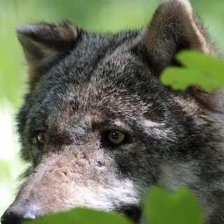 (Symbolbild) Ein Wolf im Wald