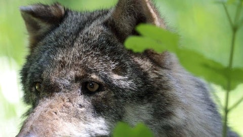 (Symbolbild) Ein Wolf im Wald