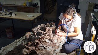 Eine Forscherin arbeitet an einem Skelett. Das Skelett sind die Knochen von einem Dinosaurier. Die Knochen sind aus Argentinien. Rechts das SWR Logo für Leichte Sprache.