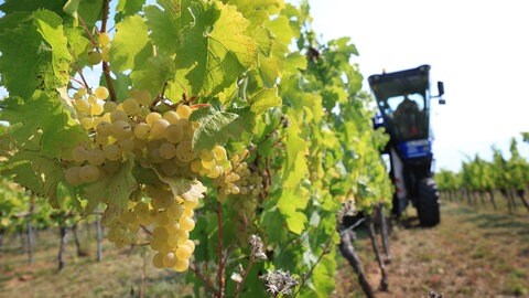 Ein Vollernter erntet in einem Weinberg Weintrauben der Sorte Müller-Thurgau für die Produktion von Federweißer.