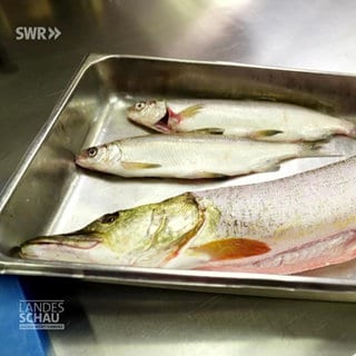 Fisch