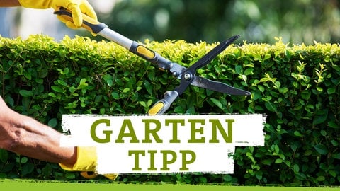 Podcastcover SWR4 Gartentipp