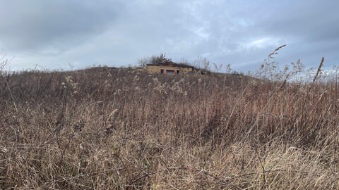 Ein zugewucherter Weinberg in Trittenheim. 