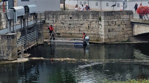 700 Kilogramm tote Fische in der Donau bei Riedlingen