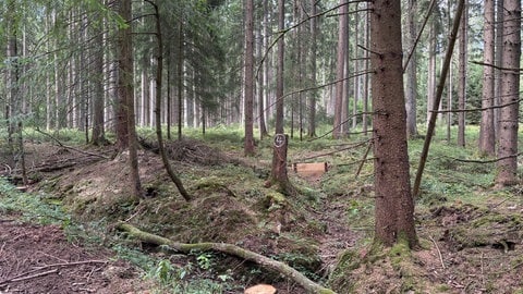 Der Bitburger Wald wird bewirtschaftet, das zeigt der abgesägte Baum. Die Fichte hat hier aber keine Zukunft.