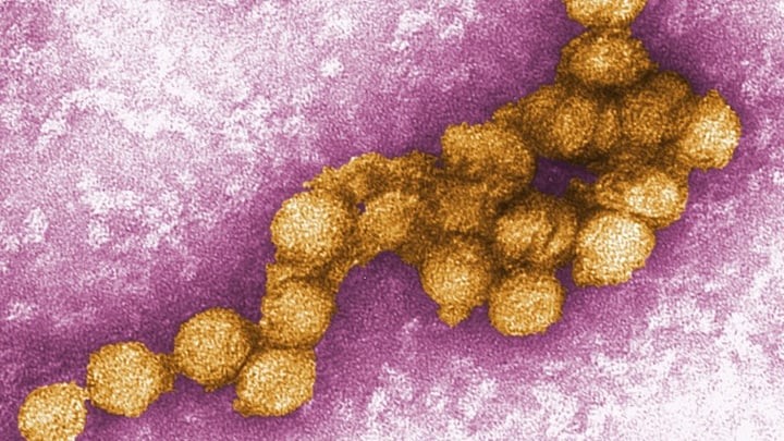 Elektronenmikroskopische Aufnahme des West-Nil-Virus, das Mücken auf Menschen übertragen können.