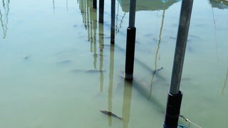 Karpfen im Bodensee bei Friedrichshafen. Sie sind aktuell vermehrt in Häfen und Uferbereichen zu sehen. Darunter auch tote Tiere.